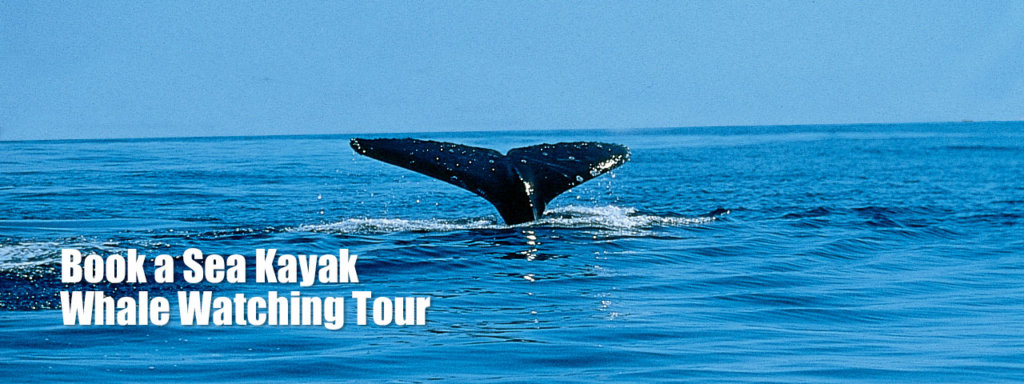 Book a Sea Kayak Whale Watching Tour