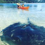 Hire a Kayak Batemans Bay