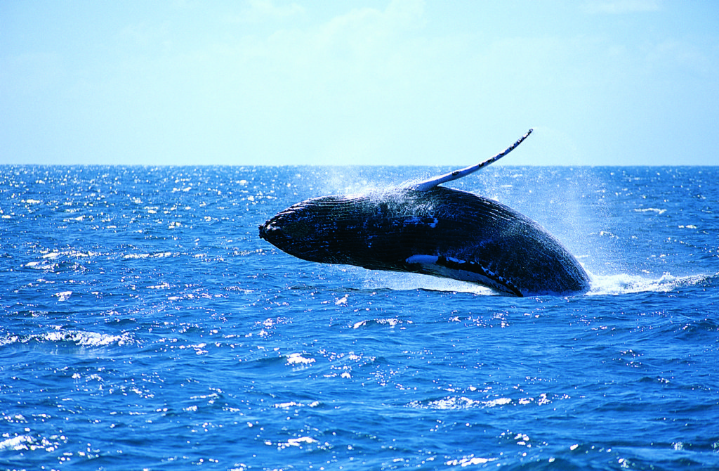 Image of Whale Breaching