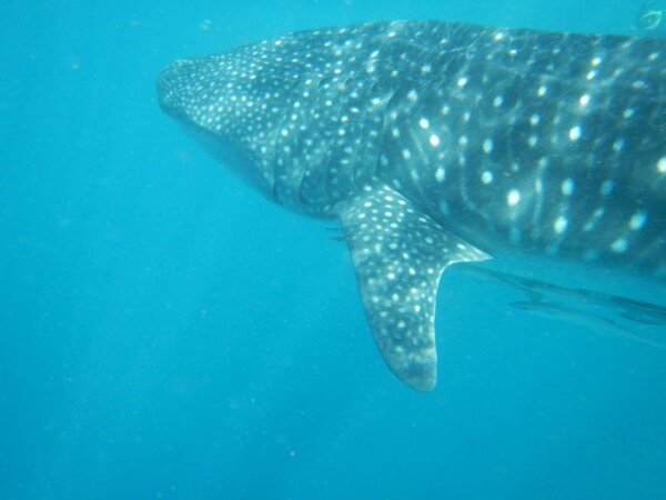 Whale Shark Region X